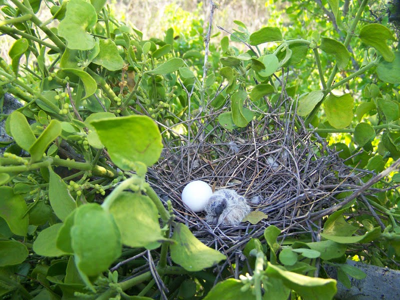 baby bird and egg in nest 