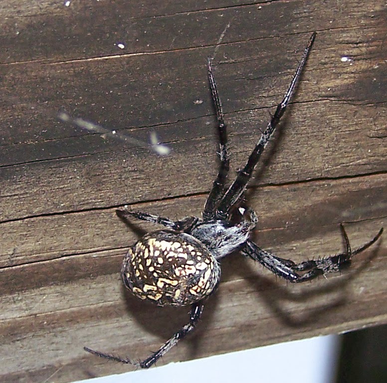 spider closeup 