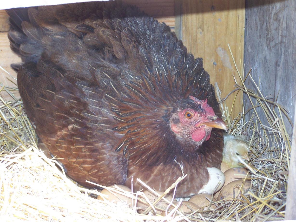 newborn chick 