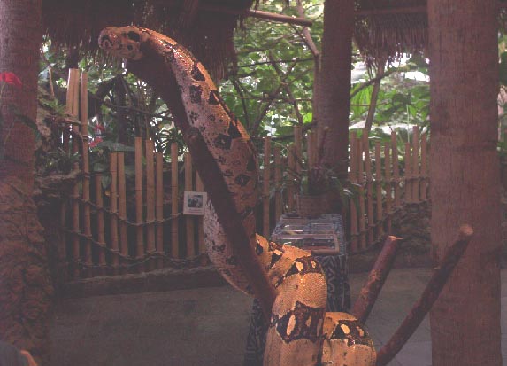 large snake 