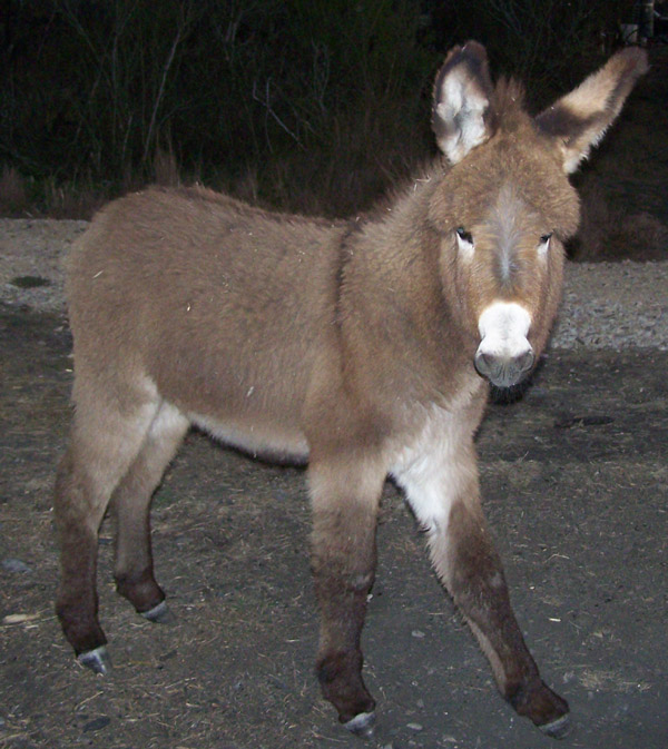 baby donkey 4 
