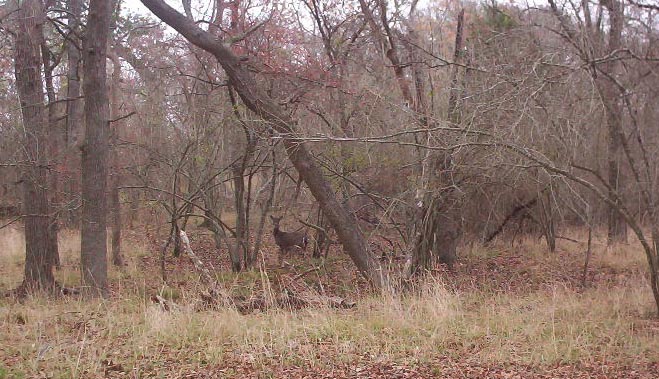 Austin TX Mckinney Park   deer passing through camp 