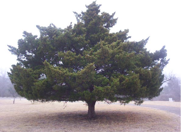 Austin TX Mckinney Park   fat tree 