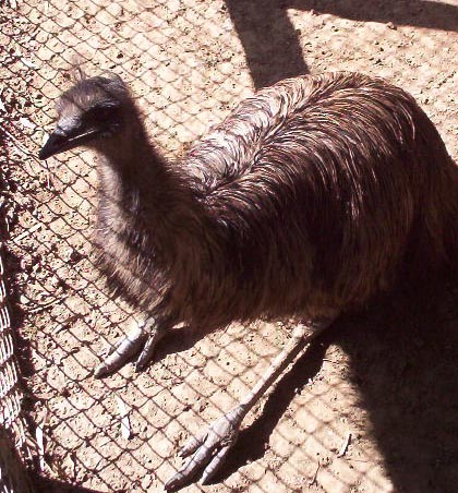 Brownsville TX   brownsville zoo ostrich 