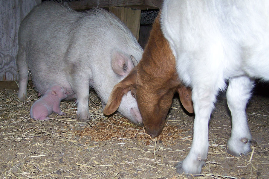 mother pig sow eating dinner with her piglet baby 