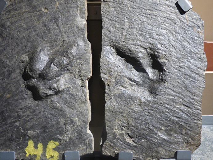 dinosaur footprints 