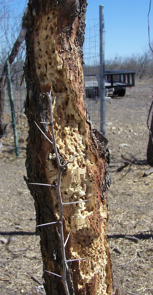 woodpecker markings 