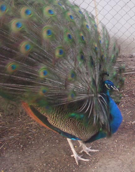 El Tajin veracruz mexico   Peacock 