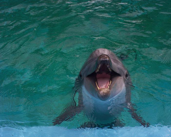 dolphin at seaworld san antonio 