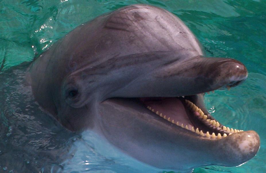 dolphins head at seaworld san antonio 
