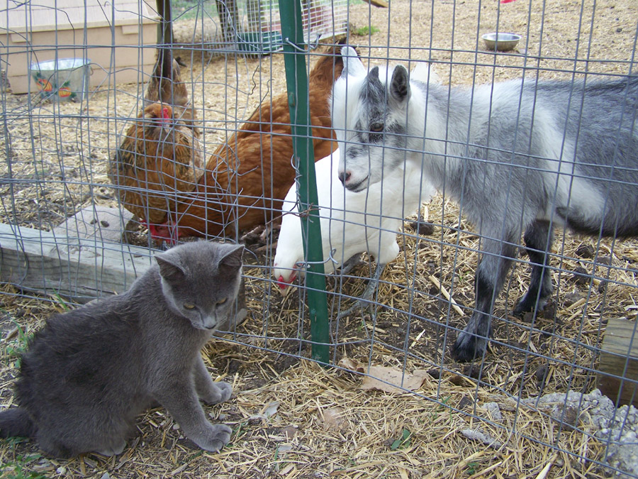 fiona the cat chickens paulie the goat 