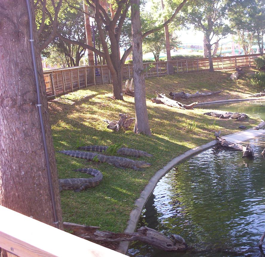 alligators and turtles at seaworld san antonio texas 