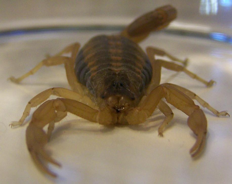  scorpion head 