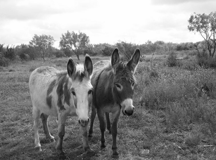 bw donkeys hondo texas 