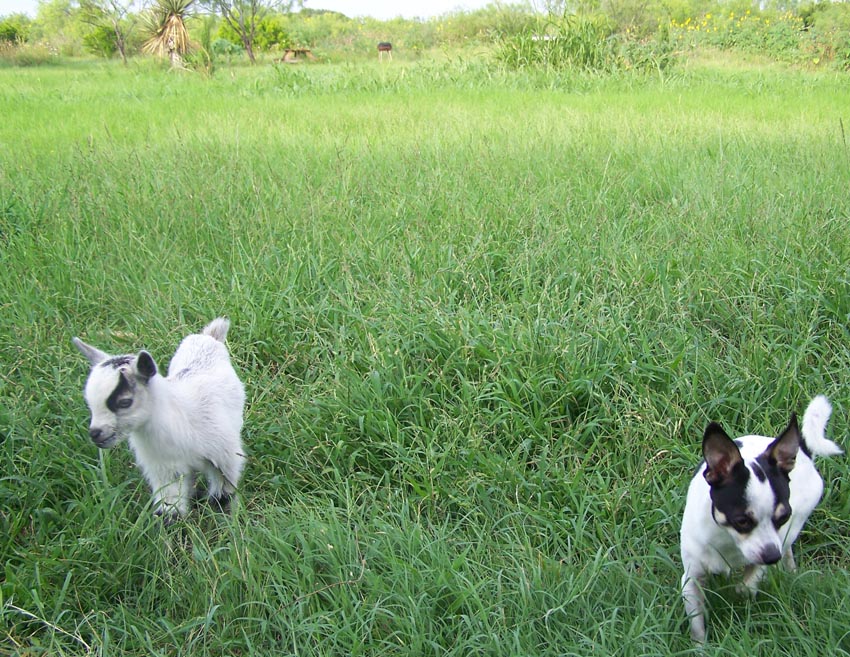 lucky the baby goat and the chihuahua 