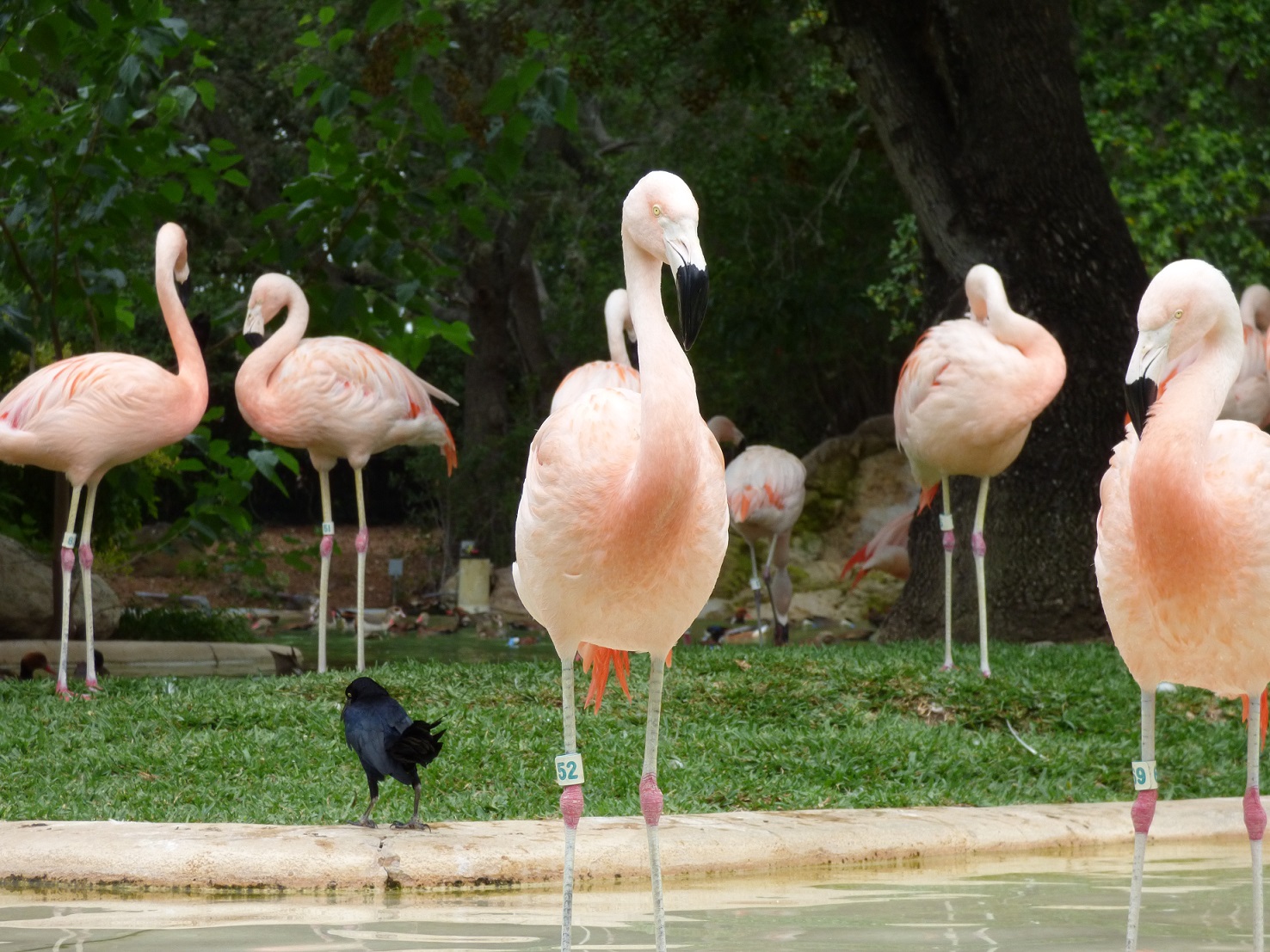 flamingo beaks 