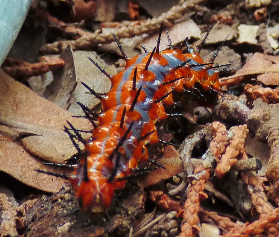 spiky caterpillar 