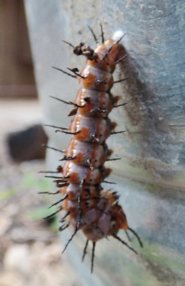 spiky caterpillar attached itself to bucket 