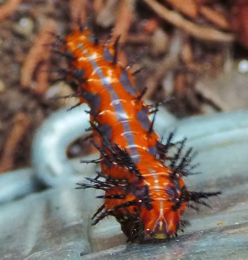 spiky caterpillar climbing up the bucket 