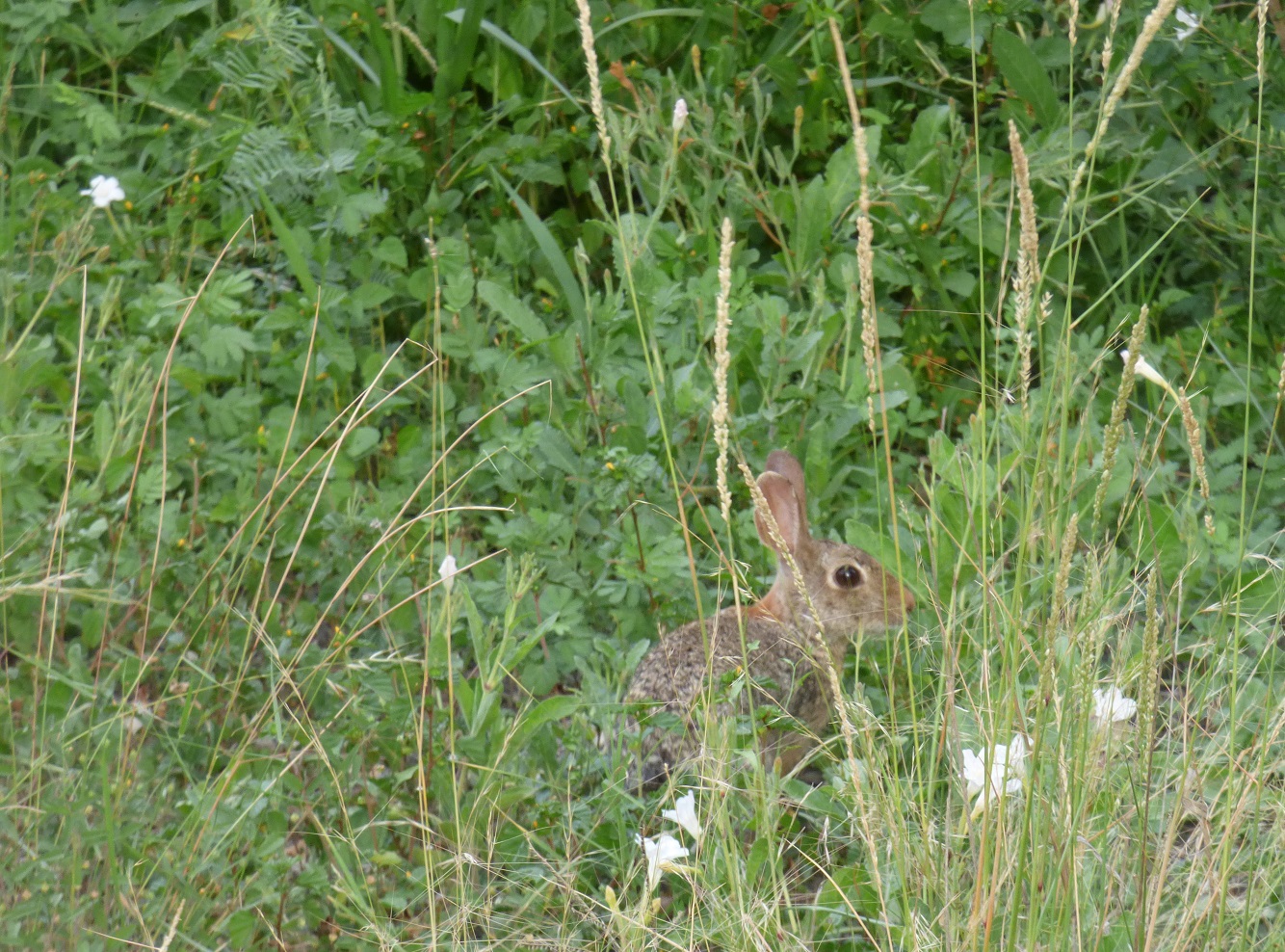 the bunny in the grass 