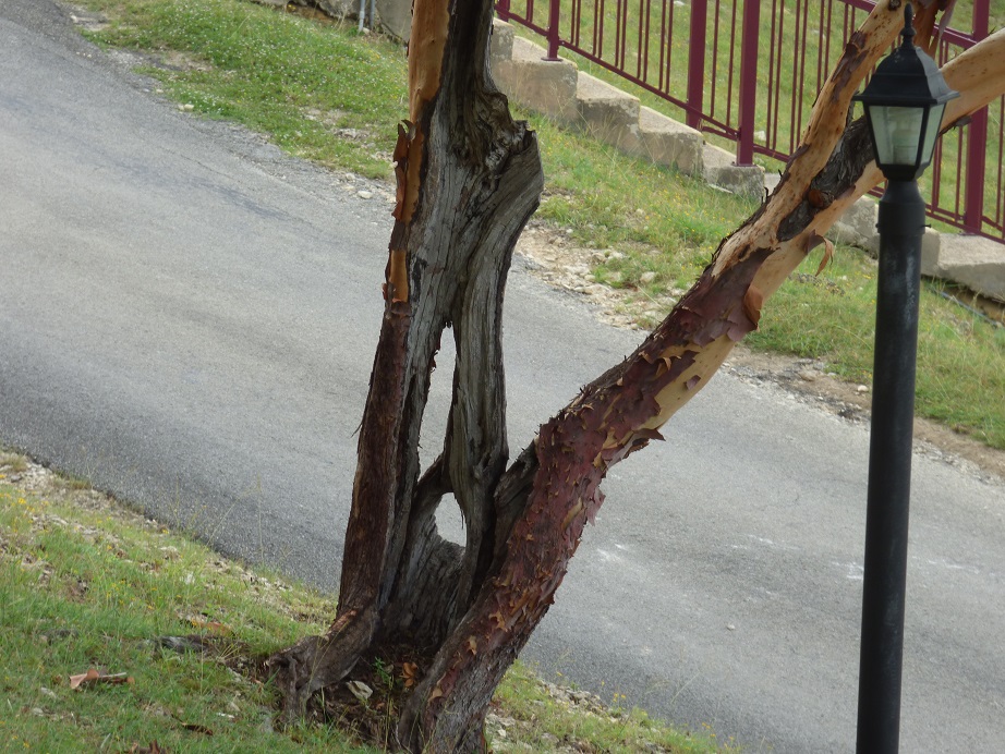 tree hole slant 