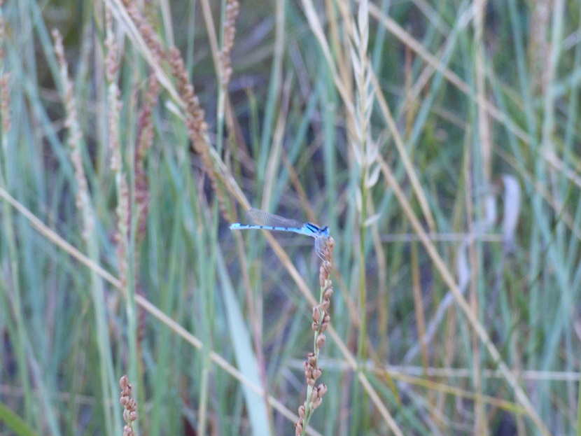 bright blue dragonfly 
