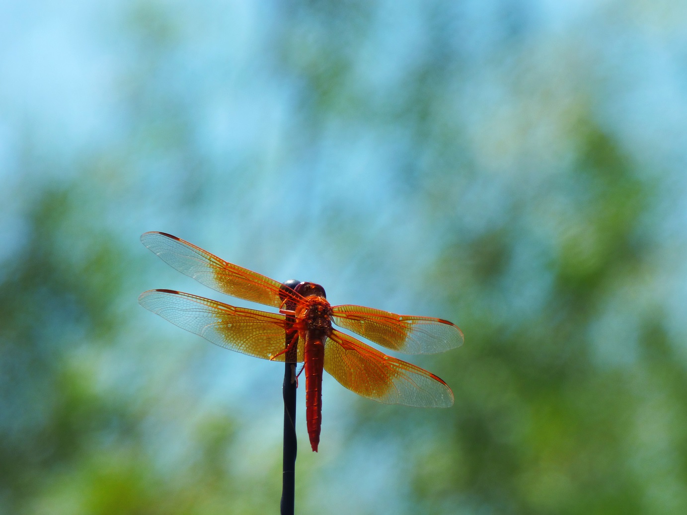 dragonfly on the antenna2 