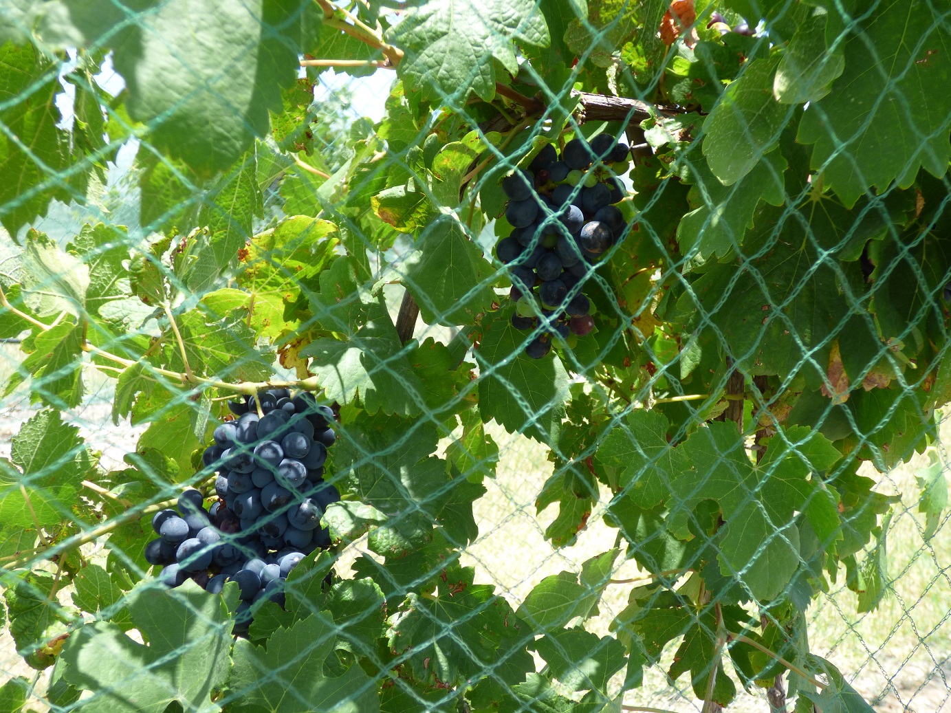 votr grapes on the vine2 