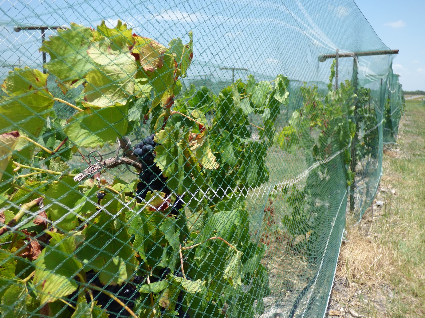 votr grapes on the vine and netting 