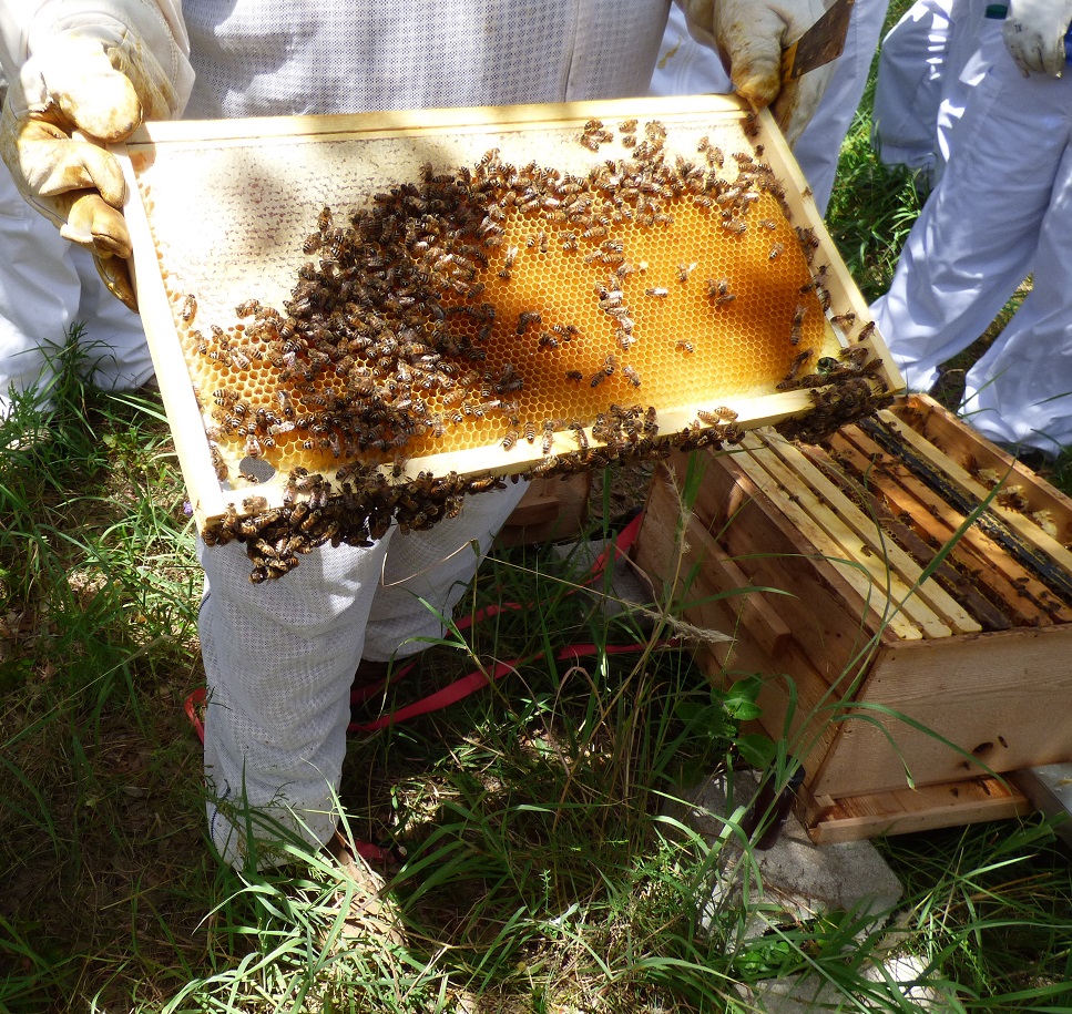 removing a frame from the beehive 