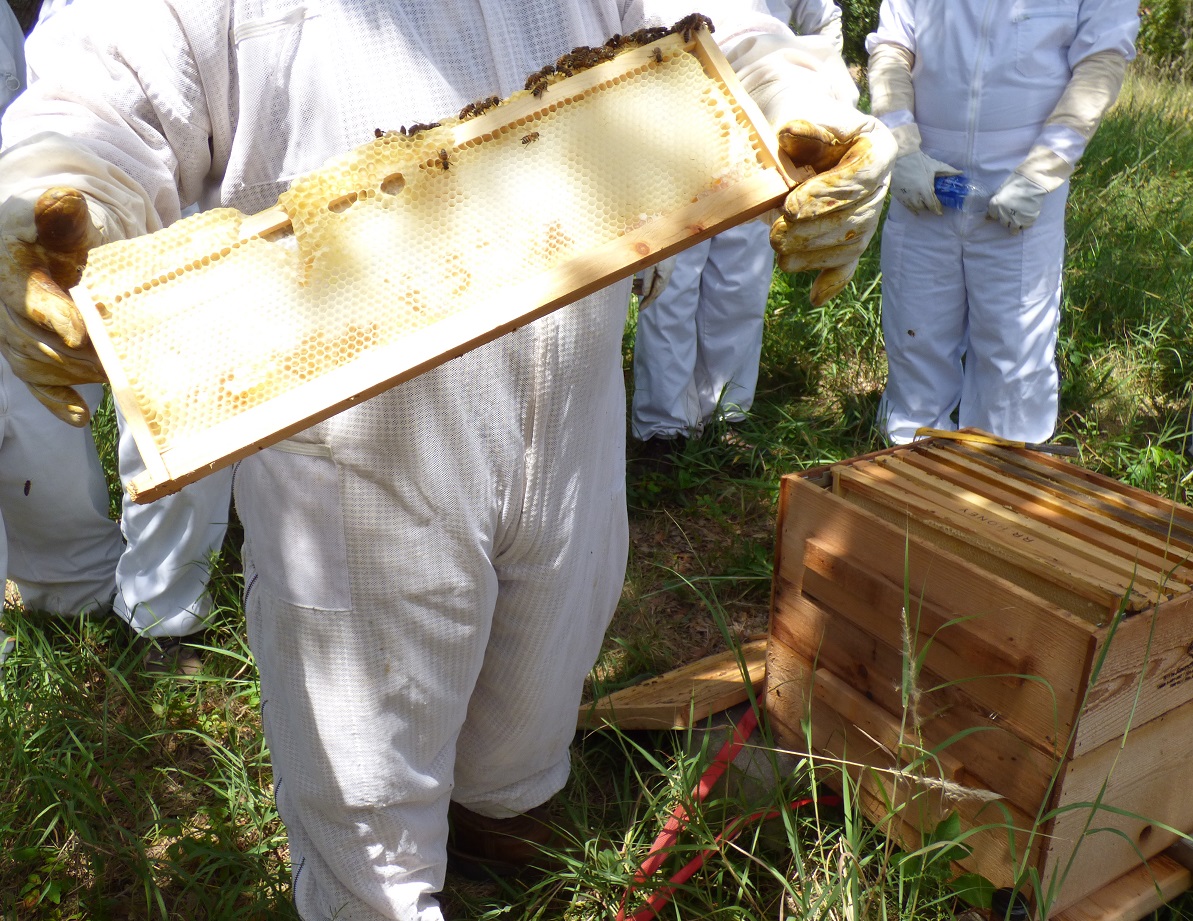 removing the frame from the beehive 