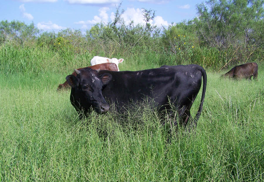 black bull high grass 