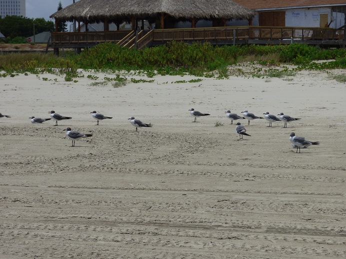 birds on beach 