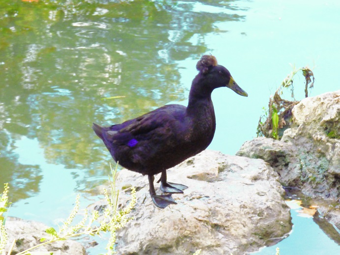 duck with haircut 