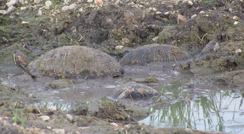 turtles in mud 