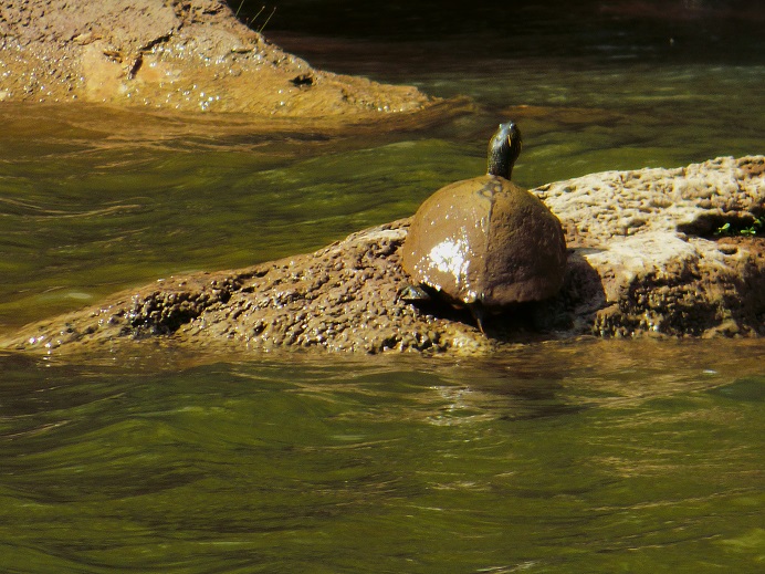 turtle in pedernales river 
