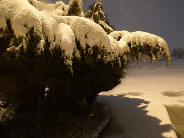  snow on tree denver colorado 