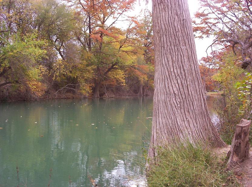 tree by medina river in castroville texas 