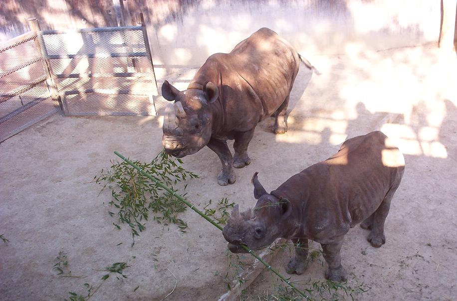 little rhino eating bamboo in san antonio texas zoo 