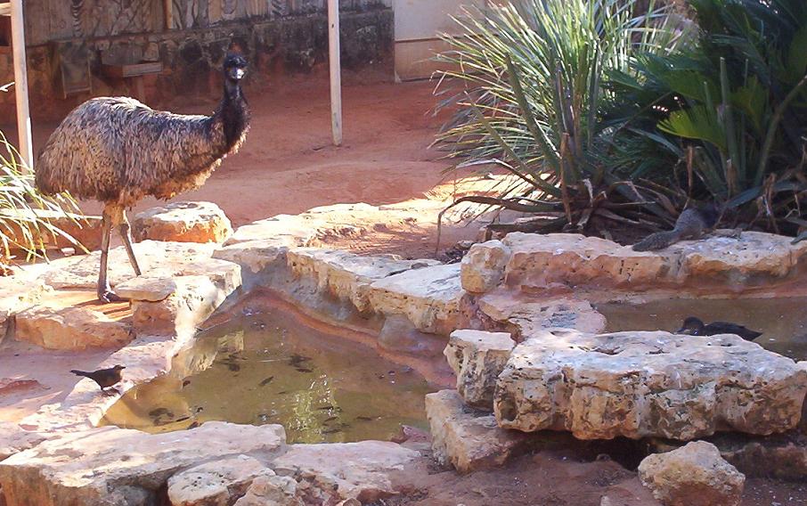 ostrich bird duck squirrel and pond in san antonio texas zoo 