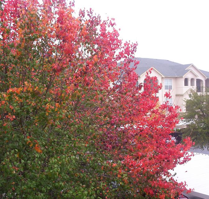 san antonio tree changing colors green orange red and purple 