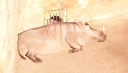 sunbathing warthog in san antonio texas zoo 