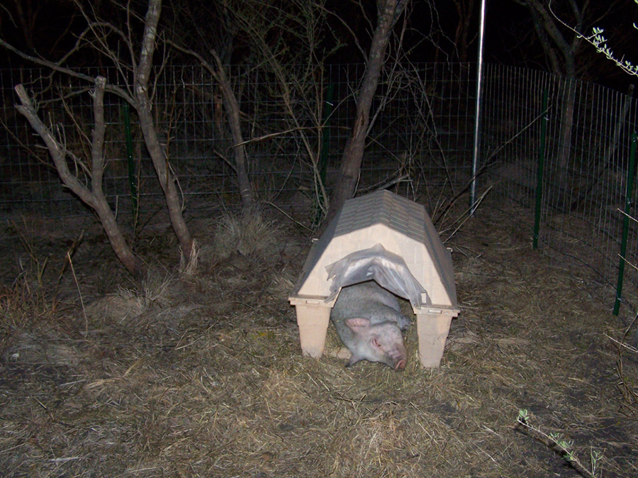  miss piggy the sow sleeping in the dog house hondo texas 